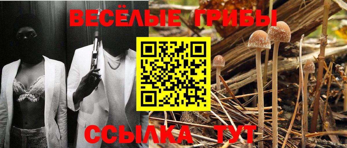Псилоцибиновые грибы мицелий Асино